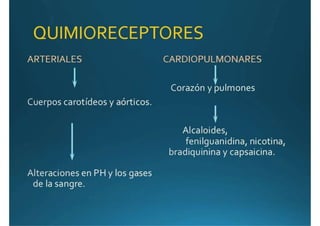 Anatomía del corazón