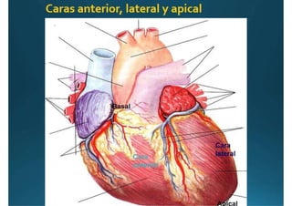Anatomía del corazón