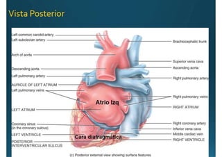Anatomía del corazón