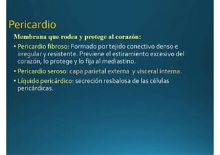 Anatomía del corazón