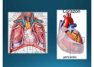 Anatomía del corazón