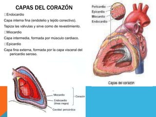 Anatomía del corazón | PPTX