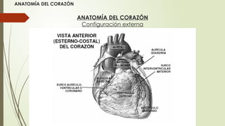 ANATOMÍA DEL CORAZÓN para conocimientoss | PPTX