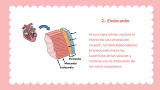 Anatomía del corazón, explicación completa | PDF