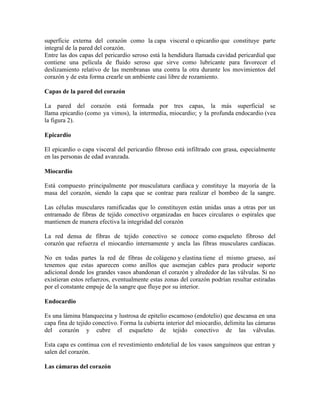 superficie externa del corazón como la capa visceral o epicardio que constituye parte
integral de la pared del corazón.
Entre las dos capas del pericardio seroso está la hendidura llamada cavidad pericardial que
contiene una película de fluido seroso que sirve como lubricante para favorecer el
deslizamiento relativo de las membranas una contra la otra durante los movimientos del
corazón y de esta forma crearle un ambiente casi libre de rozamiento.
Capas de la pared del corazón
La pared del corazón está formada por tres capas, la más superficial se
llama epicardio (como ya vimos), la intermedia, miocardio; y la profunda endocardio (vea
la figura 2).
Epicardio
El epicardio o capa visceral del pericardio fibroso está infiltrado con grasa, especialmente
en las personas de edad avanzada.
Miocardio
Está compuesto principalmente por musculatura cardíaca y constituye la mayoría de la
masa del corazón, siendo la capa que se contrae para realizar el bombeo de la sangre.
Las células musculares ramificadas que lo constituyen están unidas unas a otras por un
entramado de fibras de tejido conectivo organizadas en haces circulares o espirales que
mantienen de manera efectiva la integridad del corazón
La red densa de fibras de tejido conectivo se conoce como esqueleto fibroso del
corazón que refuerza el miocardio internamente y ancla las fibras musculares cardíacas.
No en todas partes la red de fibras de colágeno y elastina tiene el mismo grueso, así
tenemos que estas aparecen como anillos que asemejan cables para producir soporte
adicional donde los grandes vasos abandonan el corazón y alrededor de las válvulas. Si no
existieran estos refuerzos, eventualmente estas zonas del corazón podrían resultar estiradas
por el constante empuje de la sangre que fluye por su interior.
Endocardio
Es una lámina blanquecina y lustrosa de epitelio escamoso (endotelio) que descansa en una
capa fina de tejido conectivo. Forma la cubierta interior del miocardio, delimita las cámaras
del corazón y cubre el esqueleto de tejido conectivo de las válvulas.
Esta capa es continua con el revestimiento endotelial de los vasos sanguíneos que entran y
salen del corazón.
Las cámaras del corazón
 