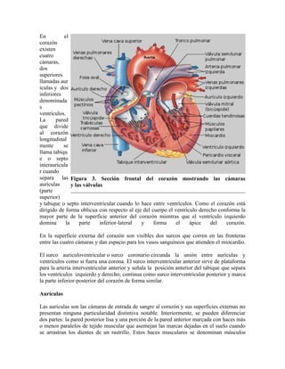En el
corazón
existen
cuatro
cámaras,
dos
superiores
llamadas aur
ículas y dos
inferiores
denominada
s
ventrículos.
La pared
que divide
al corazón
longitudinal
mente se
llama tabiqu
e o septo
interauricula
r cuando
separa las
aurículas
(parte
superior)
y tabique o septo interventricular cuando lo hace entre ventrículos. Como el corazón está
dirigido de forma oblicua con respecto al eje del cuerpo el ventrículo derecho conforma la
mayor parte de la superficie anterior del corazón mientras que el ventrículo izquierdo
domina la parte inferior-lateral y forma el ápice del corazón.
En la superficie externa del corazón son visibles dos surcos que corren en las fronteras
entre las cuatro cámaras y dan espacio para los vasos sanguíneos que atienden el miocardio.
El surco auriculoventricular o surco coronario circunda la unión entre aurículas y
ventrículos como si fuera una corona. El surco interventricular anterior sirve de plataforma
para la arteria interventricular anterior y señala la posición anterior del tabique que separa
los ventrículos izquierdo y derecho; continua como surco interventricular posterior y marca
la parte inferior-posterior del corazón de forma similar.
Aurículas
Las aurículas son las cámaras de entrada de sangre al corazón y sus superficies externas no
presentan ninguna particularidad distintiva notable. Interiormente, se pueden diferenciar
dos partes: la pared posterior lisa y una porción de la pared anterior marcada con haces más
o menos paralelos de tejido muscular que asemejan las marcas dejadas en el suelo cuando
se arrastran los dientes de un rastrillo. Estos haces musculares se denominan músculos
Figura 3. Sección frontal del corazón mostrando las cámaras
y las válvulas
 