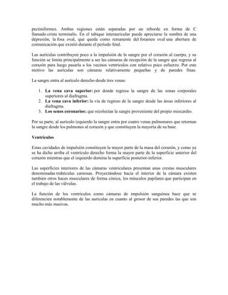 pectiniformes. Ambas regiones están separadas por un reborde en forma de C
llamado crista terminalis. En el tabique interauricular puede apreciarse la sombra de una
depresión, la fosa oval, que queda como remanente del foramen oval una abertura de
comunicación que existió durante el período fetal.
Las aurículas contribuyen poco a la impulsión de la sangre por el corazón al cuerpo, y su
función se limita principalmente a ser las cámaras de recepción de la sangre que regresa al
corazón para luego pasarla a los vecinos ventrículos con relativo poco esfuerzo. Por este
motivo las aurículas son cámaras relativamente pequeñas y de paredes finas.
La sangre entra al aurículo derecho desde tres venas:
1. La vena cava superior: por donde regresa la sangre de las zonas corporales
superiores al diafragma.
2. La vena cava inferior: la vía de regreso de la sangre desde las áreas inferiores al
diafragma.
3. Los senos coronarios: que recolectan la sangre proveniente del propio miocardio.
Por su parte, al aurículo izquierdo la sangre entra por cuatro venas pulmonares que retornan
la sangre desde los pulmones al corazón y que constituyen la mayoría de su base.
Ventrículos
Estas cavidades de impulsión constituyen la mayor parte de la masa del corazón, y como ya
se ha dicho arriba el ventrículo derecho forma la mayor parte de la superficie anterior del
corazón mientras que el izquierdo domina la superficie posterior-inferior.
Las superficies interiores de las cámaras ventriculares presentan unas crestas musculares
denominadas trabéculas carnosas. Proyectándose hacia el interior de la cámara existen
también otros haces musculares de forma cónica, los músculos papilares que participan en
el trabajo de las válvulas.
La función de los ventrículos como cámaras de impulsión sanguínea hace que se
diferencien notablemente de las aurículas en cuanto al grosor de sus paredes las que son
mucho más masivas.
 