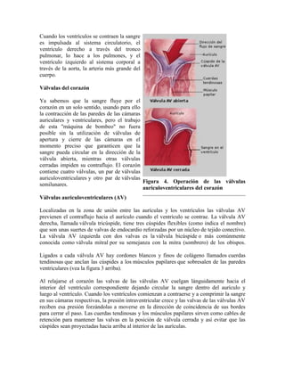 Cuando los ventrículos se contraen la sangre
es impulsada al sistema circulatorio, el
ventrículo derecho a través del tronco
pulmonar, lo hace a los pulmones, y el
ventrículo izquierdo al sistema corporal a
través de la aorta, la arteria más grande del
cuerpo.
Válvulas del corazón
Ya sabemos que la sangre fluye por el
corazón en un solo sentido, usando para ello
la contracción de las paredes de las cámaras
auriculares y ventriculares, pero el trabajo
de esta "máquina de bombeo" no fuera
posible sin la utilización de válvulas de
apertura y cierre de las cámaras en el
momento preciso que garanticen que la
sangre pueda circular en la dirección de la
válvula abierta, mientras otras válvulas
cerradas impiden su contraflujo. El corazón
contiene cuatro válvulas, un par de válvulas
auriculoventriculares y otro par de válvulas
semilunares.
Válvulas auriculoventriculares (AV)
Localizadas en la zona de unión entre las aurículas y los ventrículos las válvulas AV
previenen el contraflujo hacia el aurículo cuando el ventrículo se contrae. La válvula AV
derecha, llamada válvula tricúspide, tiene tres cúspides flexibles (como indica el nombre)
que son unas suertes de valvas de endocardio reforzadas por un núcleo de tejido conectivo.
La válvula AV izquierda con dos valvas es la válvula bicúspide o más comúnmente
conocida como válvula mitral por su semejanza con la mitra (sombrero) de los obispos.
Ligados a cada válvula AV hay cordones blancos y finos de colágeno llamados cuerdas
tendinosas que anclan las cúspides a los músculos papilares que sobresalen de las paredes
ventriculares (vea la figura 3 arriba).
Al relajarse el corazón las valvas de las válvulas AV cuelgan lánguidamente hacia el
interior del ventrículo correspondiente dejando circular la sangre dentro del aurículo y
luego al ventrículo. Cuando los ventrículos comienzan a contraerse y a comprimir la sangre
en sus cámaras respectivas, la presión intraventricular crece y las valvas de las válvulas AV
reciben esa presión forzándolas a moverse en la dirección de coincidencia de sus bordes
para cerrar el paso. Las cuerdas tendinosas y los músculos papilares sirven como cables de
retención para mantener las valvas en la posición de válvula cerrada y así evitar que las
cúspides sean proyectadas hacia arriba al interior de las aurículas.
Figura 4. Operación de las válvulas
auriculoventriculares del corazón
 