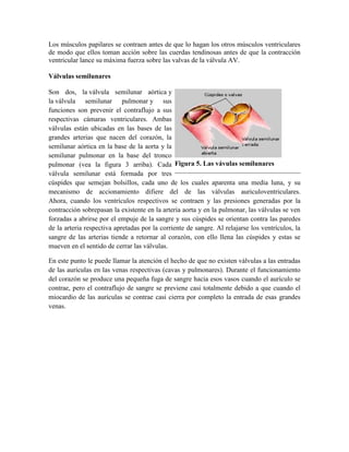 Los músculos papilares se contraen antes de que lo hagan los otros músculos ventriculares
de modo que ellos toman acción sobre las cuerdas tendinosas antes de que la contracción
ventricular lance su máxima fuerza sobre las valvas de la válvula AV.
Válvulas semilunares
Son dos, la válvula semilunar aórtica y
la válvula semilunar pulmonar y sus
funciones son prevenir el contraflujo a sus
respectivas cámaras ventriculares. Ambas
válvulas están ubicadas en las bases de las
grandes arterias que nacen del corazón, la
semilunar aórtica en la base de la aorta y la
semilunar pulmonar en la base del tronco
pulmonar (vea la figura 3 arriba). Cada
válvula semilunar está formada por tres
cúspides que semejan bolsillos, cada uno de los cuales aparenta una media luna, y su
mecanismo de accionamiento difiere del de las válvulas auriculoventriculares.
Ahora, cuando los ventrículos respectivos se contraen y las presiones generadas por la
contracción sobrepasan la existente en la arteria aorta y en la pulmonar, las válvulas se ven
forzadas a abrirse por el empuje de la sangre y sus cúspides se orientan contra las paredes
de la arteria respectiva apretadas por la corriente de sangre. Al relajarse los ventrículos, la
sangre de las arterias tiende a retornar al corazón, con ello llena las cúspides y estas se
mueven en el sentido de cerrar las válvulas.
En este punto le puede llamar la atención el hecho de que no existen válvulas a las entradas
de las aurículas en las venas respectivas (cavas y pulmonares). Durante el funcionamiento
del corazón se produce una pequeña fuga de sangre hacia esos vasos cuando el aurículo se
contrae, pero el contraflujo de sangre se previene casi totalmente debido a que cuando el
miocardio de las aurículas se contrae casi cierra por completo la entrada de esas grandes
venas.
Figura 5. Las vávulas semilunares
 