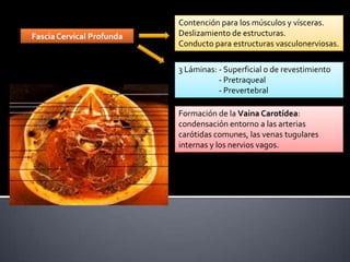 Contención para los músculos y vísceras.
Fascia Cervical Profunda   Deslizamiento de estructuras.
                           Conducto para estructuras vasculonerviosas.

                           3 Láminas: - Superficial o de revestimiento
                                      - Pretraqueal
                                      - Prevertebral

                           Formación de la Vaina Carotídea:
                           condensación entorno a las arterias
                           carótidas comunes, las venas tugulares
                           internas y los nervios vagos.
 