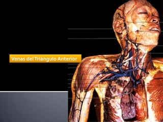 Venas del Triángulo Anterior
 