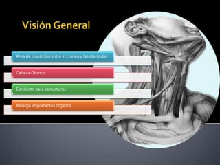 Área de transición entre el cráneo y las clavículas


Cabeza- Tronco


Conducto para estructuras


Alberga importantes órganos
 