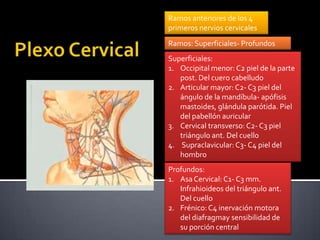 Ramos anteriores de los 4
primeros nervios cervicales
Ramos: Superficiales- Profundos
Superficiales:
1. Occipital menor: C2 piel de la parte
   post. Del cuero cabelludo
2. Articular mayor: C2- C3 piel del
   ángulo de la mandíbula- apófisis
   mastoides, glándula parótida. Piel
   del pabellón auricular
3. Cervical transverso: C2- C3 piel
   triángulo ant. Del cuello
4. Supraclavicular: C3- C4 piel del
   hombro
Profundos:
1. Asa Cervical: C1- C3 mm.
   Infrahioideos del triángulo ant.
   Del cuello
2. Frénico: C4 inervación motora
   del diafragmay sensibilidad de
   su porción central
 