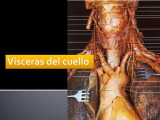 Anatomía del cuello