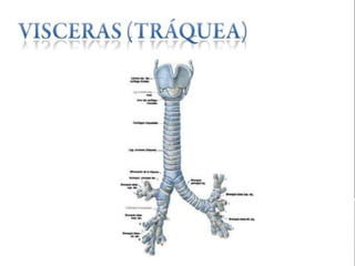 Anatomía del cuello