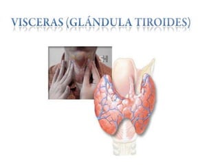 Anatomía del cuello