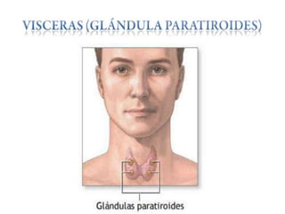 Anatomía del cuello