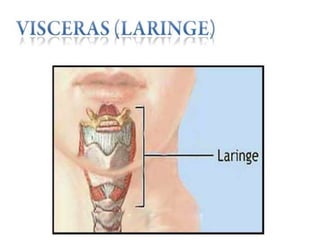 Anatomía del cuello