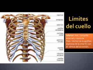 Inferior: Ant.: horquilla
esternal y clavícula
Post.: Vértice de la apófisis
espinosa de la 7ma VC con
el vértice del acromión.
 