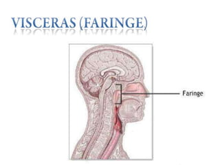 Anatomía del cuello