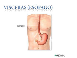 Anatomía del cuello