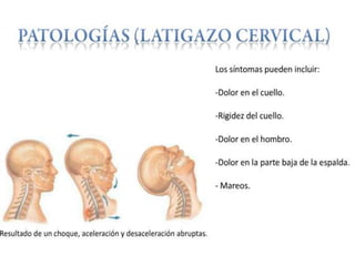 Anatomía del cuello