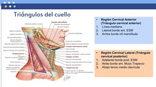 Anatomía del cuello y tiroides.pptx