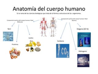 Anatomía del cuerpo humano
Es la rama de las ciencias biológicas que trata de la forma y estructura de los organismos.
Composición química del cuerpo humano: Nivel
Atomico.
Oxígeno (65 %)
Carbono
Hidrogeno
Composición química del cuerpo humano: Nivel
Molecular
Agua
Proteínas
Lípidos
 
