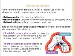 Tiene la forma de un trébol de 3 hojas o folíolos. Los folíolos se
designan: anterior, lateral derecho y lateral izquierdo.
Folíolo anterior: más ancho y más corto.
Folíolo derecho: unido al folíolo anterior donde se encuentra la VCI
Folíolo izquierdo: oblicuo hacia atrás y a la izq.
Esta constituido por fibras fundamentales y por fibras de asociación
dispuestas en 2 bandeletas:
en la parte
más posterior del folíolo derecho, pasa por
dentro y detrás del foramen de la VCI.
tiene
forma de herradura que une a los
folíolos laterales y pasa por delante y
lateral al foramen de la VCI
superior
inferior
 