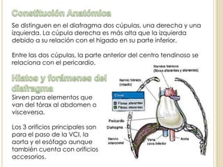 Se distinguen en el diafragma dos cúpulas, una derecha y una
izquierda. La cúpula derecha es más alta que la izquierda
debido a su relación con el hígado en su parte inferior.
Entre las dos cúpulas, la parte anterior del centro tendinoso se
relaciona con el pericardio.
Sirven para elementos que
van del tórax al abdomen o
visceversa.
Los 3 orificios principales son
para el paso de la VCI, la
aorta y el esófago aunque
también cuenta con orificios
accesorios.
 
