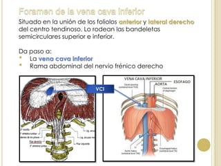 Situado en la unión de los foliolos anterior y lateral derecho
del centro tendinoso. Lo rodean las bandeletas
semicirculares superior e inferior.
Da paso a:
• La vena cava inferior
• Rama abdominal del nervio frénico derecho
VCI
 