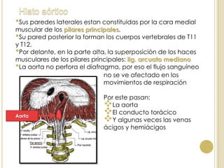 •Sus paredes laterales estan constituidas por la cara medial
muscular de los pilares principales.
•Su pared posterior la forman los cuerpos vertebrales de T11
y T12.
•Por delante, en la parte alta, la superposición de los haces
musculares de los pilares principales: lig. arcuato mediano
•La aorta no perfora el diafragma, por eso el flujo sanguíneo
no se ve afectado en los
movimientos de respiración
Por este pasan:
La aorta
El conducto torácico
Y algunas veces las venas
ácigos y hemiácigos
Aorta
 