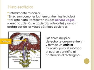 •Enteramente muscular
•En él, son comunes las hernias (hernias hiatales)
•Por este hiato transcurren los dos nervios vagos
(derecho , detrás; e izquierdo, adelante) y ramas
esofágicas de los vasos gástricos izquierdos.
Las fibras del pilar
derecho se cruzan entre sí
y forman un esfínter
muscular para el esófago
el cual se constriñe al
contraerse el diafragma.
Esófago
 