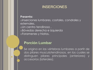Presenta:
oInserciones lumbares, costales, condrales y
esternales.
oUn centro tendinoso .
oBóvedas derecha e izquierda
oForamenes y hiatos.
Se origina en las vértebras lumbares a partir de
dos pilares musculotendinosos, en los cuales se
distinguen pilares principales (anteriores) y
accesorios (laterales).
 
