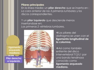 En la línea media: un pilar derecho que se inserta en :
La cara anterior de las 3 primeras lumbares y los
discos correspondientes.
Y un pilar izquierdo que desciende menos
insertandose en:
Las primeras 2 vértebras lumbares.
Los pilares del
diafragma se unen con el
ligamento longitudinal de
la columna.
Así como también
enfrente del disco
intervertebral T12/L1 por
una banda tendinosa
conocido como
ligamento arqueado
mediano.
Pilar derecho
e izquierdo
Ligamento
arqueado
mediano
 