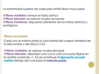 La extremidad superior de cada pilar emite fibras musculares:
forman el hiato aórtico
se adosan al pilar accesorio
dispuestas alrededor de los hiatos aórticos y
esofágicos.
Cada uno se inserta sobre la cara lateral del cuerpo vertebral de
la 2da lumbar y del disco L1/L2.
se adosan al pilar principal
describen una curva cóncava para fiijarse en
la apófisis costal de L1. Así se constituye el ligamento arcuato
medial debajo del cual pasa el músculo psoas.
 