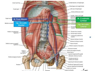 M. Cuadrado
Lumbar
Lig. Arcuato
Lateral
M. Poas Mayor
Lig. Arcuato
Medial
 