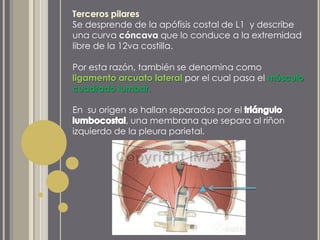 Se desprende de la apófisis costal de L1 y describe
una curva cóncava que lo conduce a la extremidad
libre de la 12va costilla.
Por esta razón, también se denomina como
ligamento arcuato lateral por el cual pasa el músculo
cuadrado lumbar.
En su origen se hallan separados por el
, una membrana que separa al riñon
izquierdo de la pleura parietal.
 