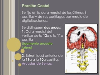 Se fija en la cara medial de las últimas 6
costillas y de sus cartílagos por medio de
digitalizaciones.
Se distinguen dos arcos:
1. Cara medial del
vértice de la 12a a la 11a
costilla
Ligamento arcuato
lateral
2. Extremidad anterior de
la 11a a la 10a costilla.
Arcadas de Senac
 