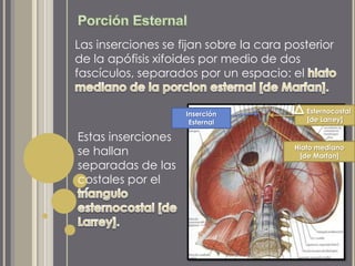 Inserción
Esternal
Esternocostal
[de Larrey]
Hiato mediano
[de Marfan]
Las inserciones se fijan sobre la cara posterior
de la apófisis xifoides por medio de dos
fascículos, separados por un espacio: el
Estas inserciones
se hallan
separadas de las
costales por el
 