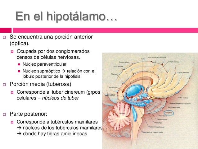 Anatomía del eje hipotálamo – hipofisario