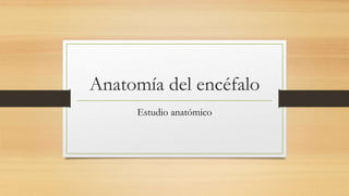Anatomía del encéfalo
Estudio anatómico
 