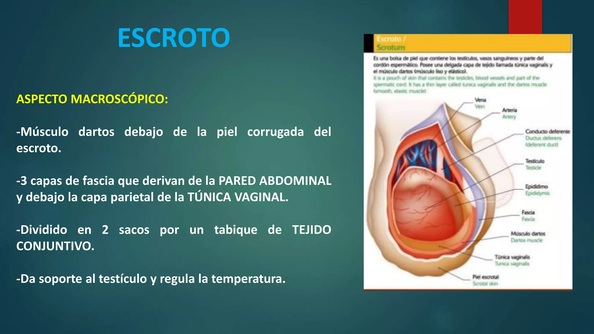 ANATOMÍA DEL ESCROTO, PENE Y URETRA MASCULINA Y FEMENINA | PPTX