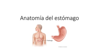 Anatomía del estómago
 
