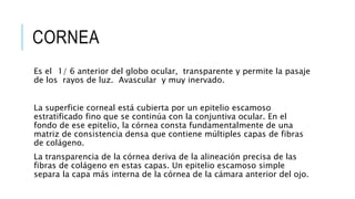 CORNEA
Es el 1/ 6 anterior del globo ocular, transparente y permite la pasaje
de los rayos de luz. Avascular y muy inervado.
La superficie corneal está cubierta por un epitelio escamoso
estratificado fino que se continúa con la conjuntiva ocular. En el
fondo de ese epitelio, la córnea consta fundamentalmente de una
matriz de consistencia densa que contiene múltiples capas de fibras
de colágeno.
La transparencia de la córnea deriva de la alineación precisa de las
fibras de colágeno en estas capas. Un epitelio escamoso simple
separa la capa más interna de la córnea de la cámara anterior del ojo.
 