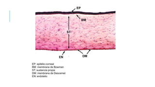 EP: epitélio corneal
BM: membrana de Bowman
ST: sustancia propia
DM: membrana de Descemet
EN: endotelio
 