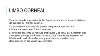 LIMBO CORNEAL
Es una zona de transición de la córnea para la esclera, es el sistema
de drenaje del humor acuoso.
Es altamente vascularizada (vasos sanguíneos que nutre a
córnea y acuosos con humor acuoso)
El estroma presenta el retículo trabecular y el canal de Schlemm que
sirve para drenaje del humor acuoso. Este sale de los espacios en
labirinto do retículo trabecular y van a estos canales para
desembocar en las venas epiesclerales
 