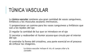 TÚNICA VASCULAR
La túnica vascular contiene una gran cantidad de vasos sanguíneos,
linfáticos y los músculos oculares intrínsecos.
1) proporcionar un camino para los vasos sanguíneos y linfáticos que
van a los tejidos del ojo
2) regular la cantidad de luz que se introduce en el ojo
3) secretar y reabsorber el humor acuoso que circula por el interior
del ojo
4) controlar la forma del cristalino, una parte esencial en el proceso
de enfocar las imágenes.
La túnica vascular incluye el iris, el cuerpo ciliar y la
coroides
 