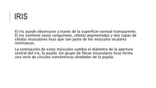 IRIS
El iris puede observarse a través de la superficie corneal transparente.
El iris contiene vasos sanguíneos, células pigmentadas y dos capas de
células musculares lisas que son parte de los músculos oculares
intrínsecos.
La contracción de estos músculos cambia el diámetro de la apertura
central del iris, la pupila. Un grupo de fibras musculares lisas forma
una serie de círculos concéntricos alrededor de la pupila.
 