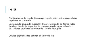 IRIS
El diámetro de la pupila disminuye cuando estos músculos esfínter
pupilares se contraen.
Un segundo grupo de músculos lisos se extiende de forma radial
desde el borde de la pupila. La contracción de estos músculos
dilatadores pupilares aumenta de tamaño la pupila.
Células pigmentadas definen el color del iris
 